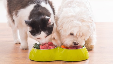 zwart-witte kat en kleine witte hond eten rauw vlees uit voederbakje